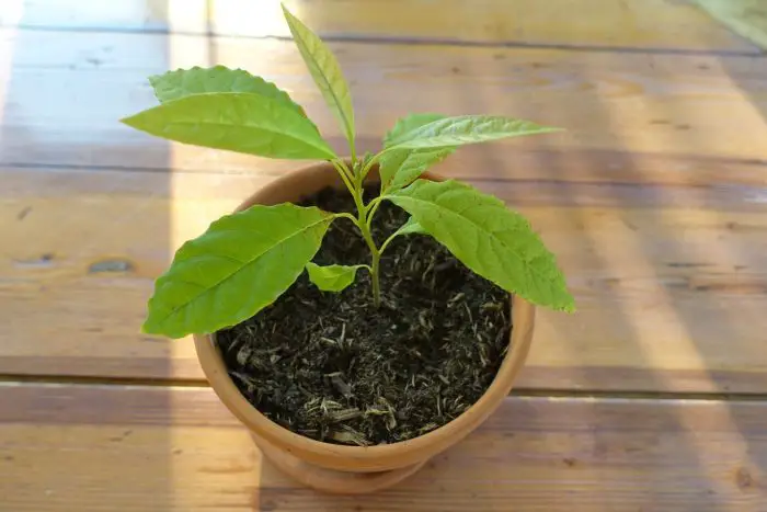 Avocado Trees