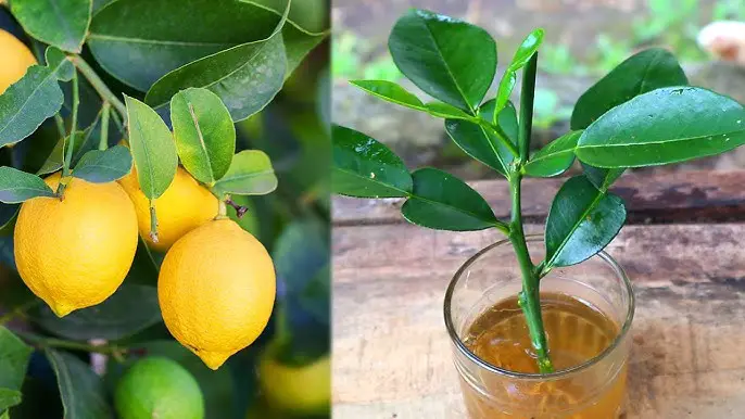 Accelerate Lemon Growth: Mastering a Farmer’s 30-Day Trick for Cultivating Lemon Cuttings