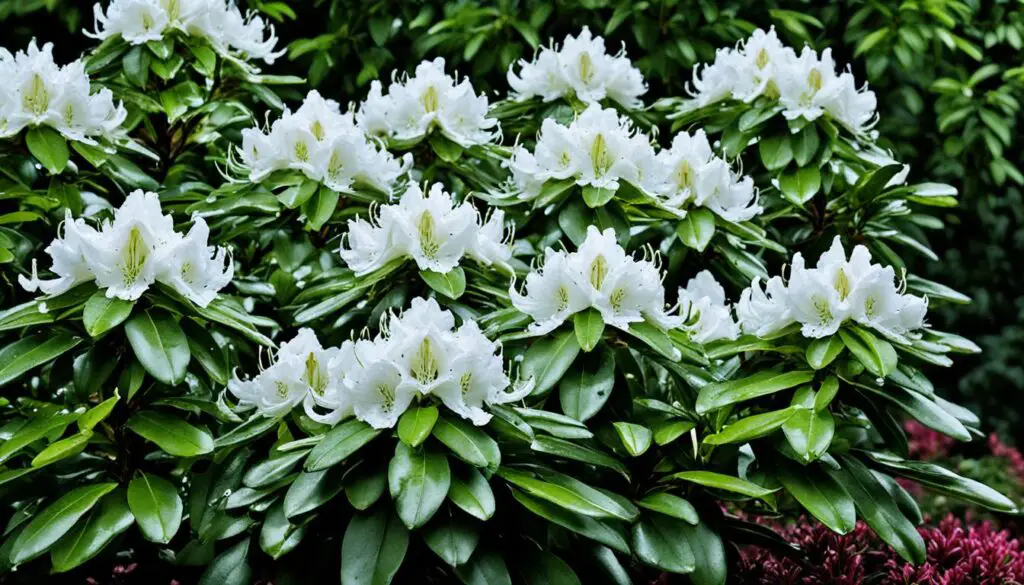 Rhododendron Cunningham's White