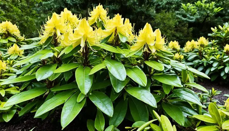 yellow leaves on rhododendron