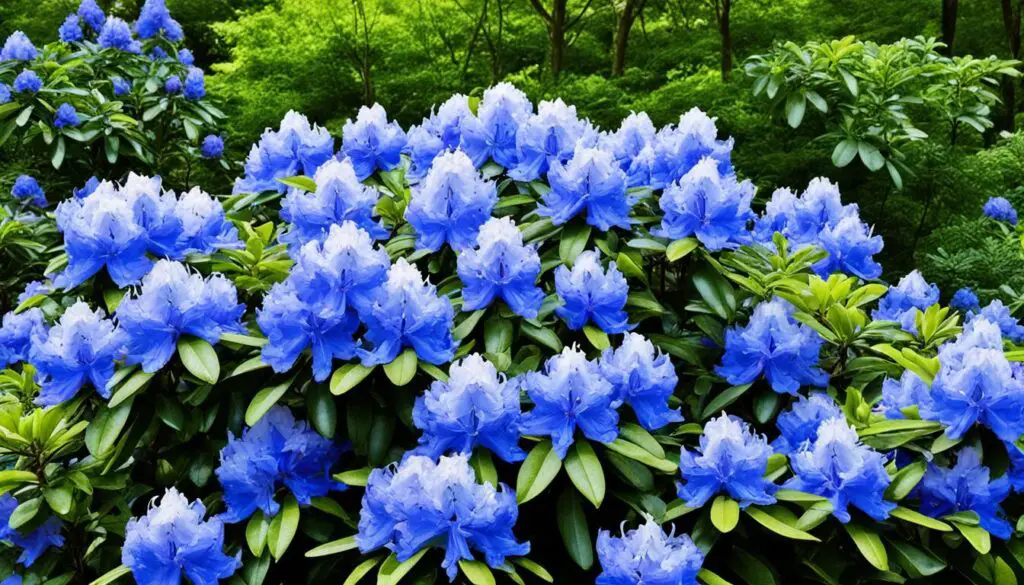 blue rhododendron